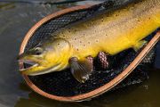 Graham Owen takes on the stream photography of Sierra Nets and New Zealand Browns to a new level!