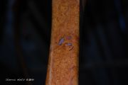 Custom Sierra  Net - Rare and Very Beautiful Carolina Cherry Burl w/Wenge& Cherry Hoop $450.00