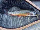 Brook Trout- South Lake, California