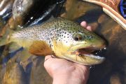 Ben at AZW does it again