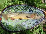 A nice brown in a CCB Net with an inlaid brown trout.  How appropriate!