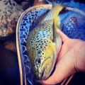 A great Brown pic by Ben of Arizona Wanderings