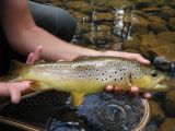 A sweet brown taken by Ben of Arizona Wanderings