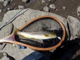 Brown trout- South Lake, California
