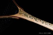 Custom Fly Fishing Net, Salmo Trutta, by Sierra Nets