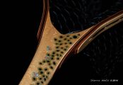 Custom Fly Fishing Net, Salmo Trutta, by Sierra Nets