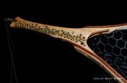 Custom Fly Fishing Net, Salmo Trutta, by Sierra Nets