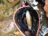 A beautiful Cutthroat