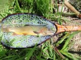 A Nice Yellowstone Cutty