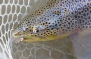 What a fantastic, terrestrial-eating Truckee River Brown!