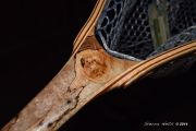 Custom Fly Fishing Net By Sierra Nets- Stabilized Spalted Maple Burl net