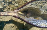 Colorado River Smallie, Nevada, on a Clouser