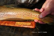 Custom Quilted Mahogany Guide Net-Custom brass butt plate Custom Brass Inlaid Dots 22,24,&26