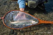 A nice rainbow in a custom Amboyna Burl fly fishing net by Sierra Nets