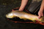 Lee Kinsey of secluded Waters with a stunning brown to break in his new custom Sierra Net