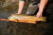 Lee Kinsey of secluded Waters with a stunning brown to break in his new custom Sierra Net