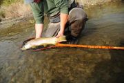 Lee Kinsey of secluded Waters with a stunning brown to break in his new custom Sierra Net