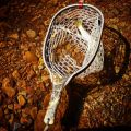 A Small Stream Brown in a custom Spalted Buckeye Burl  Fly fishing Net