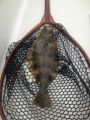 A small halibut in a custom Sierra Net