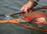 Lahontan Cutthroat