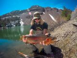 Giant California High-Altitude Gold!
