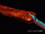 Custom Amboyna Burl fly fishing Net by Sierra Nets