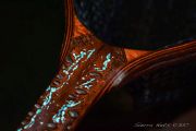 Trancendence-A Custom Banksia Pod Net with inlaid Kingman Turquoise by Sierra Nets