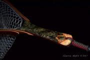 A custom Maple burl fly fishing net by Sierra Nets