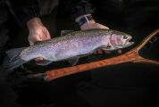 Rainbow in the High Country Net by Sierra nets - Photo by Seth Blackamore