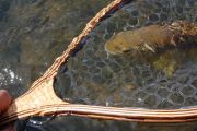 Brown Trout on the East Walker River, Ca.