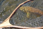 Brown Trout on the East Walker River, Ca.
