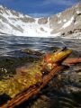 11K' California Golden Trout, Sierra Nevada Range