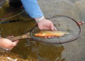 11K' California Golden Trout, Sierra Nevada Range
