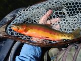 11K' California Golden Trout, Sierra Nevada Range