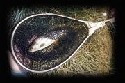 Our Client, Noel Trout (Yes, Trout!) & his 2 sons did very well on Hot Creek in California