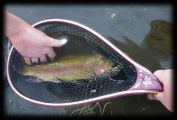 Our Client, Noel Trout (Yes, Trout!) & his 2 sons did very well on Hot Creek in California