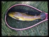 Our Client, Noel Trout (Yes, Trout!) & his 2 sons did very well on Hot Creek in California