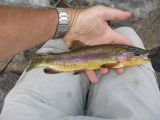 My Golden Trout Adventure