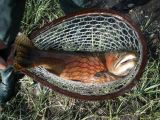 An Unbelievable Cutthroat Comes Aboard on a Way-Too-Small Custom Wenge Net