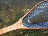 A Happy Rainbow in a Maple Burl Net