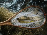 A Hot Creek Brownin a Maple Burl Net
