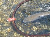 A Nice 'Bow Ready for Release