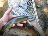 Arizona Wandering's Ben Smith Shows us his Locals