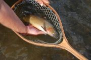 A Pure Strain Yellowstone Cutty