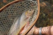 A Nice cutty in a Walnut/Maple Custom Sierra Net