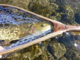 An Idaho Cutty