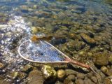 A cutthroat discovers freedom on an Idaho Creek