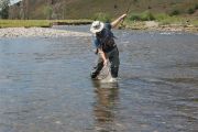Soda Butte Creek Nettin'