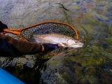 David Taylor of Reel Wilderness Adventures lands an 