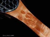 Cat's Paw Burl Maple with copper inlaid into the open burl eyes. The hoop is Wenge and all accents a